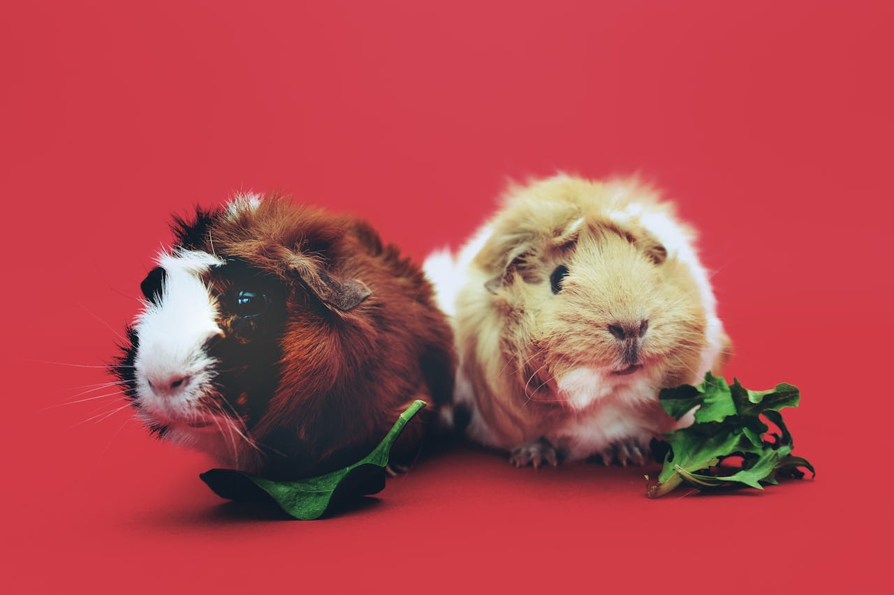 Two guinea pigs against a red background eating lettuce together 