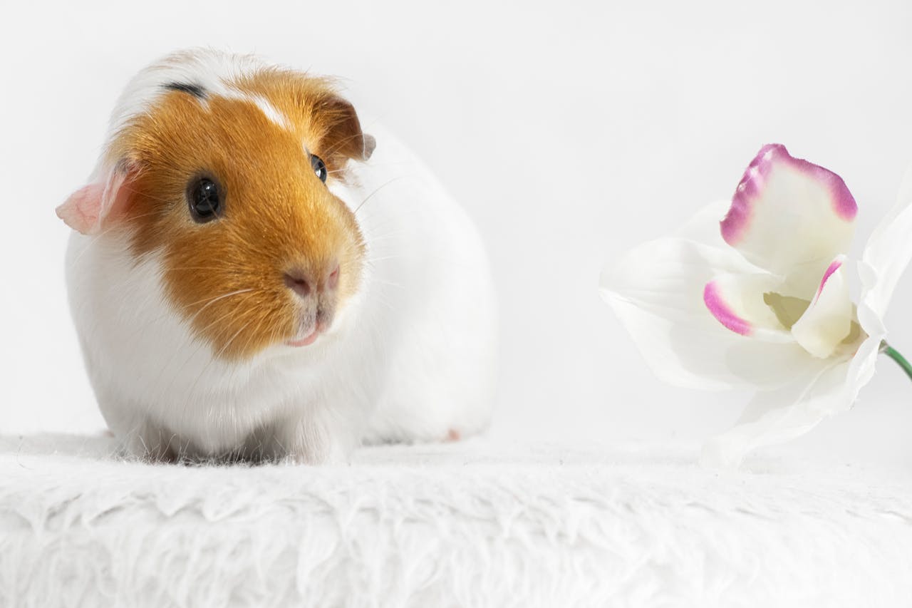 Guinea pig on a white surface next to a flower indicating calmness